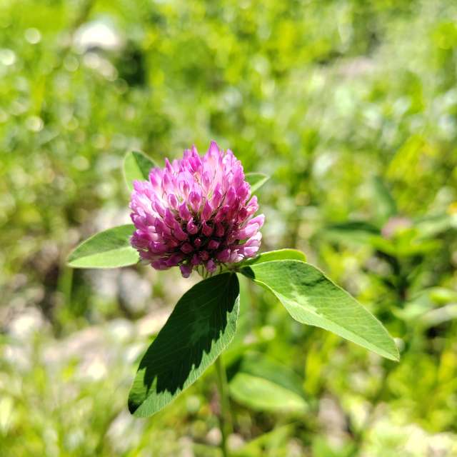 Garten. Wettervorhersagen mit schönen Fotos von Albert_Smelovtsev Fotos Roza Khutor