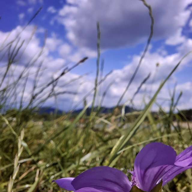 天气预报，带Aleksandar精美的照片