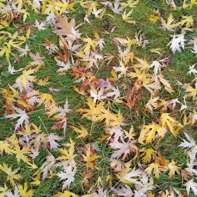 Salad. Weather forecasts with beautiful photos by Albert_Smelovtsev Photos in Roza Khutor