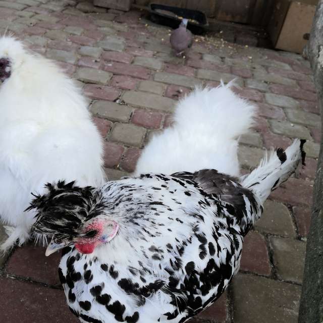 Gehweg. Wettervorhersagen mit schönen Fotos von Yurik Fotos Lwiw