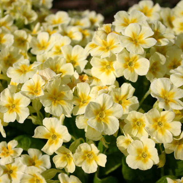 Vase. Weather forecasts with beautiful photos by LarNa Photos in Moscow