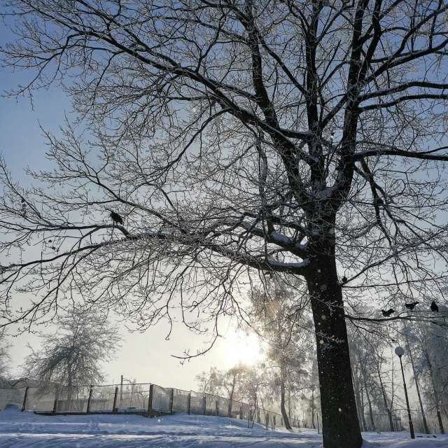 Winter. Weather forecasts with beautiful photos by Irishka Photos in World