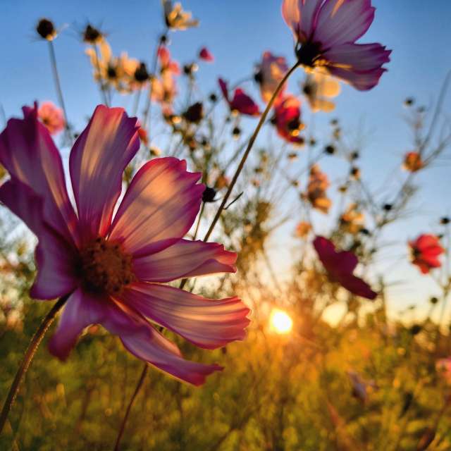 Sunflower. Weather forecasts with beautiful photos by hejpetrpepa Photos in Plzeň Region