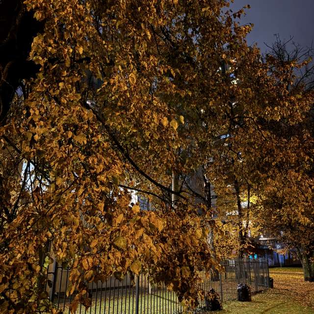 Riding. Weather forecasts with beautiful photos by Svet-Lana Photos in Rīga