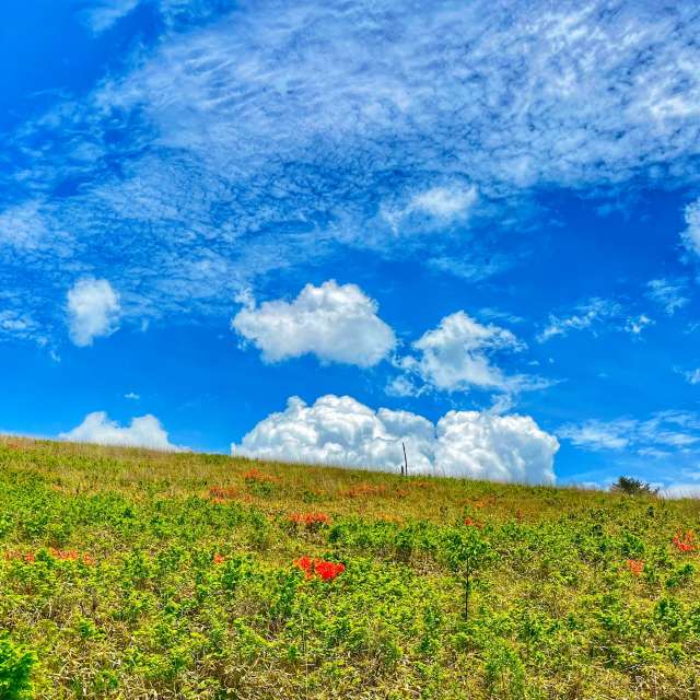 Weather forecasts with beautiful photos by Kasumisou