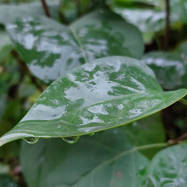 Wet. Weather forecasts with beautiful photos by Iryna Photos in Kharkiv