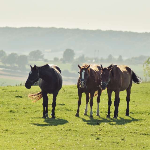 Pronósticos del tiempo con hermosas fotos de TylerDurden