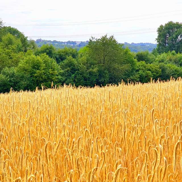 Tall. Weather forecasts with beautiful photos by Seni Photos in Velbert