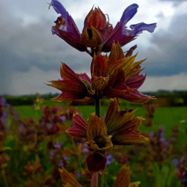 Fotos del Flor. Pronósticos del tiempo con hermosas fotos de darluniau en Ucrania
