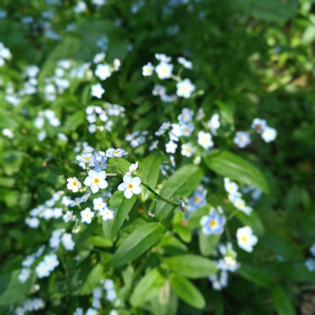 Grass. Weather forecasts with beautiful photos by Amanda_and_Valdemar_Che Photos in Izmaylovo District
