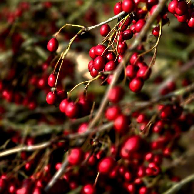 Wettervorhersagen mit schönen Fotos von Hela