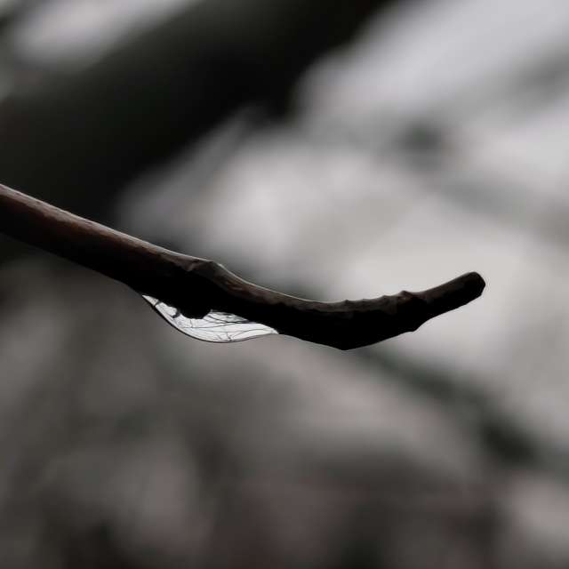 IvanaBの美しい写真による天気予報