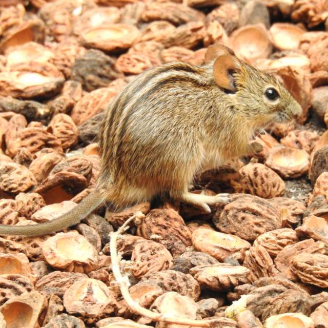 天气预报，带Step_Gently精美的照片