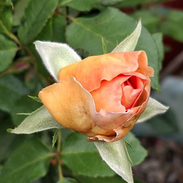 Garden. Weather forecasts with beautiful photos by Wen-ya Huang Photos in World