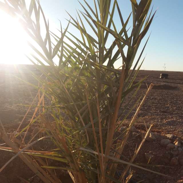 Photos Eau. Prévisions météo avec de superbes photos de BELGHOUL-KADDA de Béchar