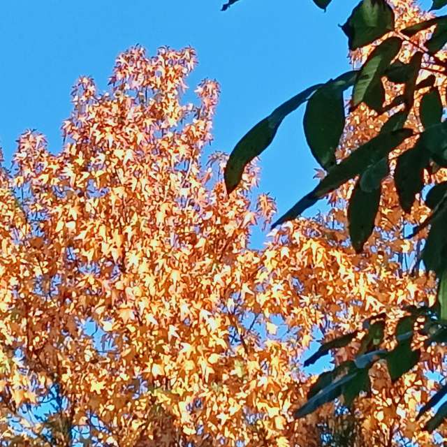 Prévisions météo avec de superbes photos de Am-b