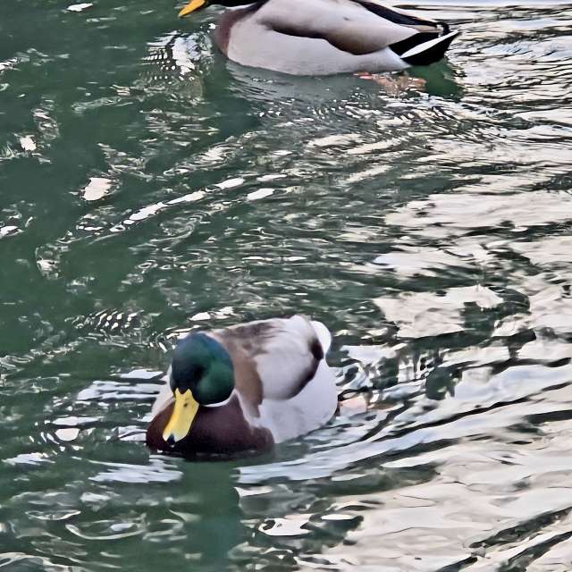 Helaの美しい写真による天気予報