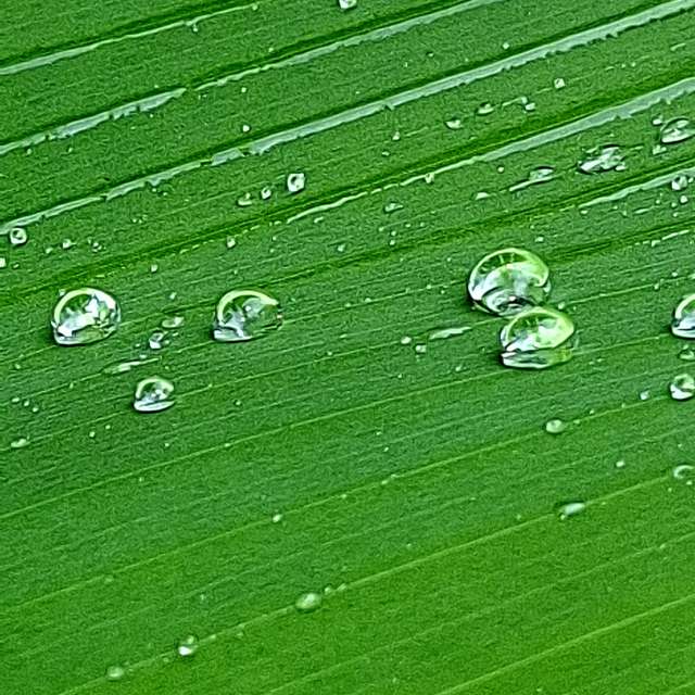 Photos Mouton. Prévisions météo avec de superbes photos de Wen-ya Huang de Kaohsiung