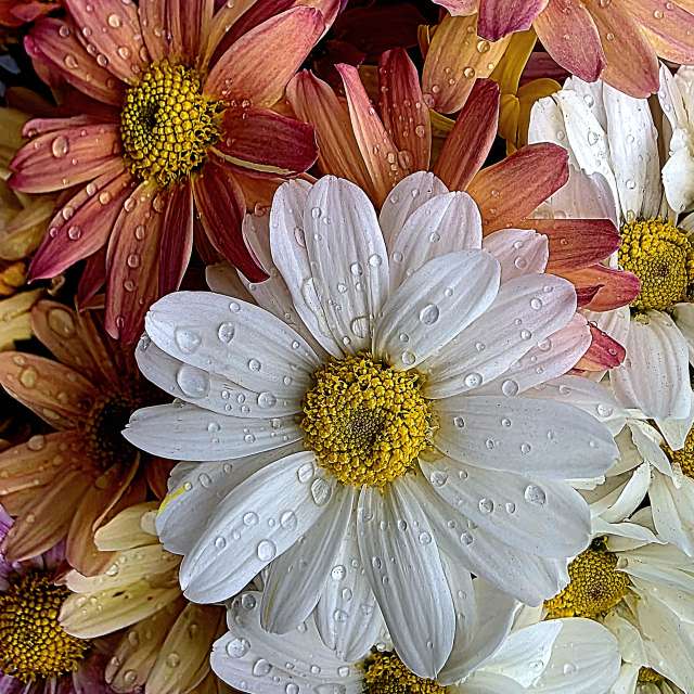 Weather forecasts with beautiful photos by CarmenB
