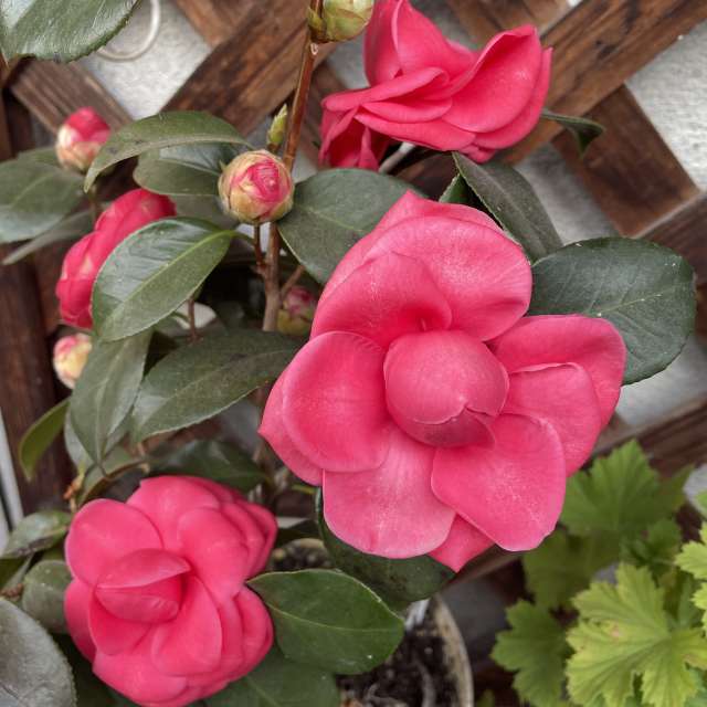 Fotos Marrom. Previsões do tempo com lindas fotos de あさのジジ em Okayama