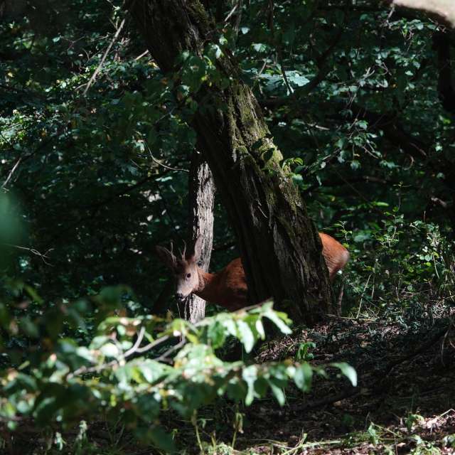 Fotos Verde. Previsões do tempo com lindas fotos de Vasek325 em Praha 12