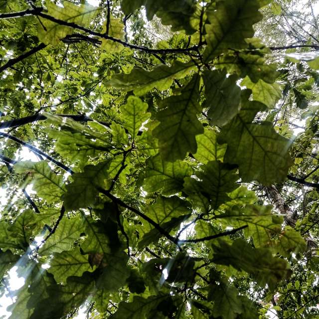 Pronósticos del tiempo con hermosas fotos de fruta