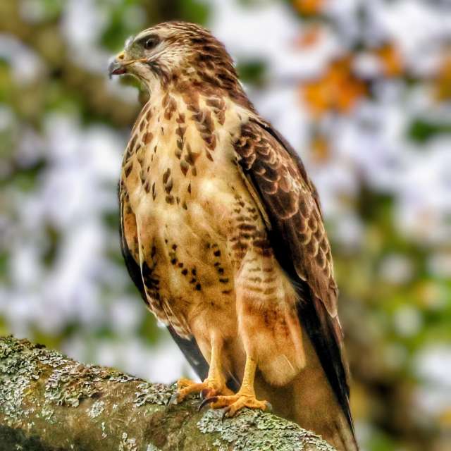 Brown. Weather forecasts with beautiful photos by Lotti5507 Photos in Wellinghofen