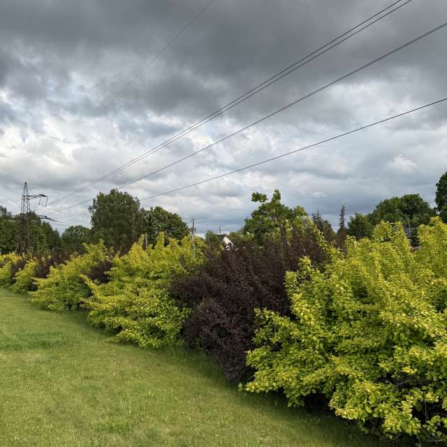 Grass. Weather forecasts with beautiful photos by Svet-Lana Photos in Rīga