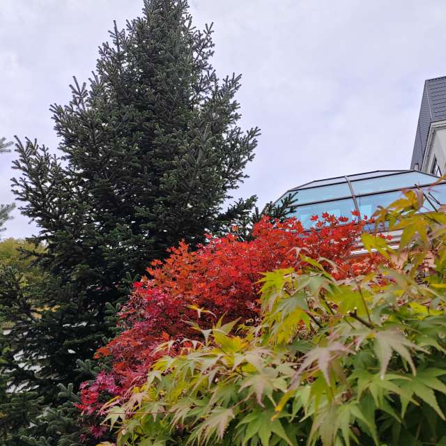 Flower. Weather forecasts with beautiful photos by Albert_Smelovtsev Photos in Roza Khutor