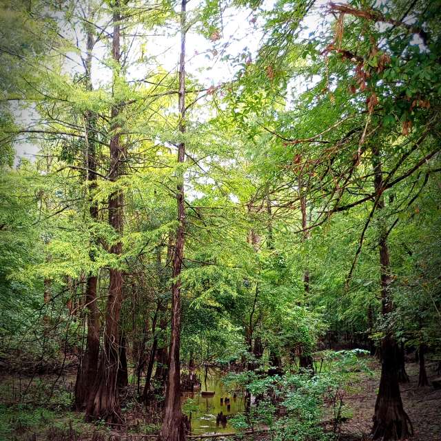 Almaの美しい写真による天気予報