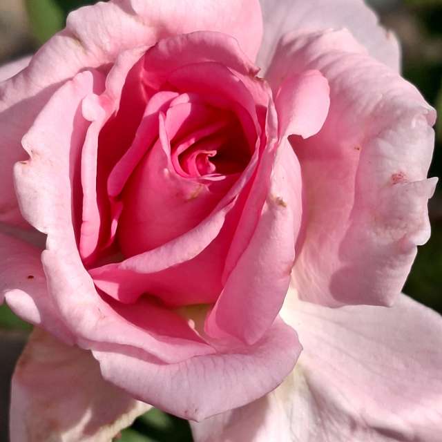 Prévisions météo avec de superbes photos de Wen-ya Huang