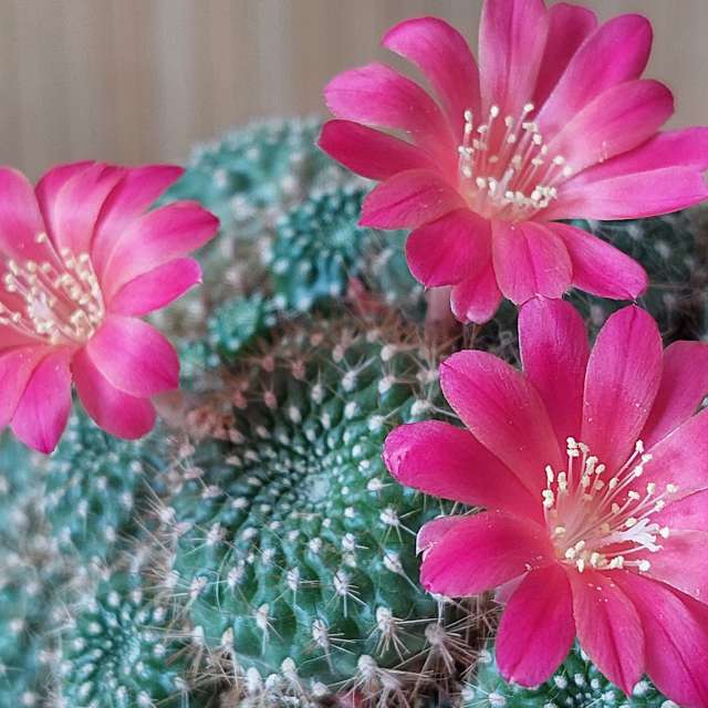 Spines. Weather forecasts with beautiful photos by Iryna Photos in Kharkiv