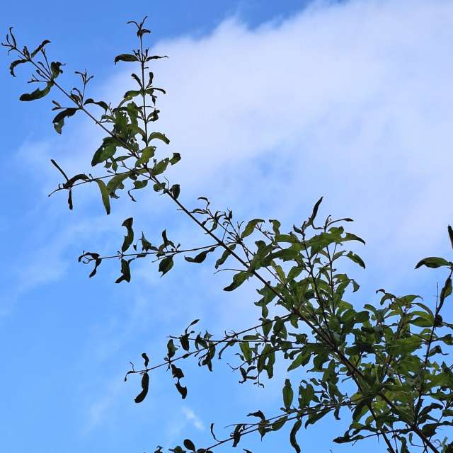 Flock. Weather forecasts with beautiful photos by Wen-ya Huang Photos in Kaohsiung City