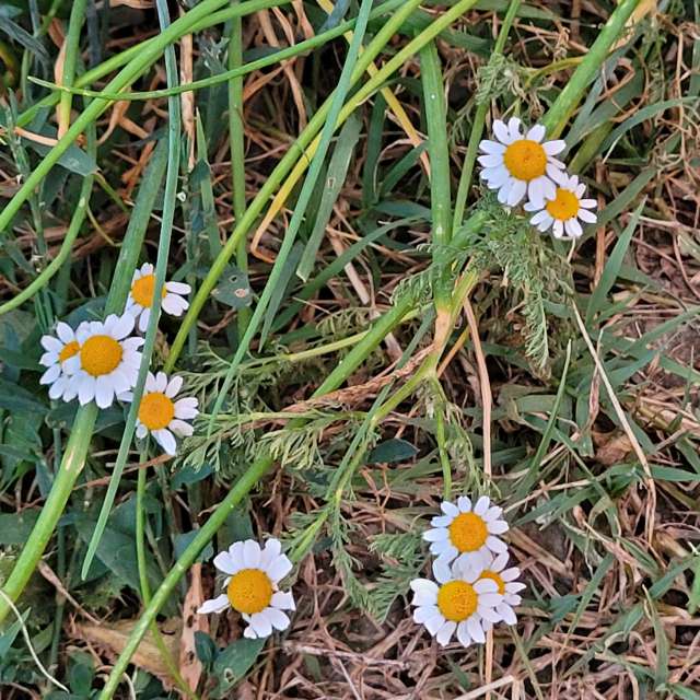 Fotos Plantar. Previsões do tempo com lindas fotos de FOLIVORA em Montesquieu-Volvestre