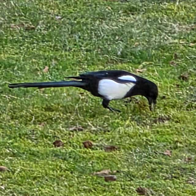 Prévisions météo avec de superbes photos de Seni