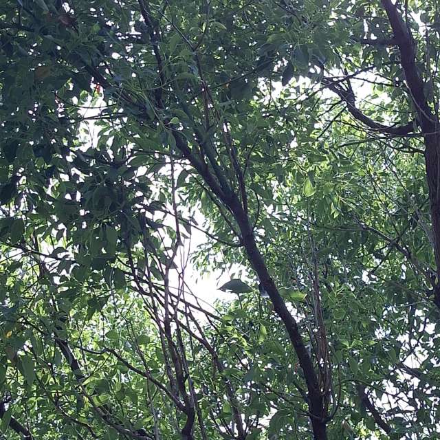 Fotos Girafa. Previsões do tempo com lindas fotos de Wen-ya Huang em Kaohsiung City