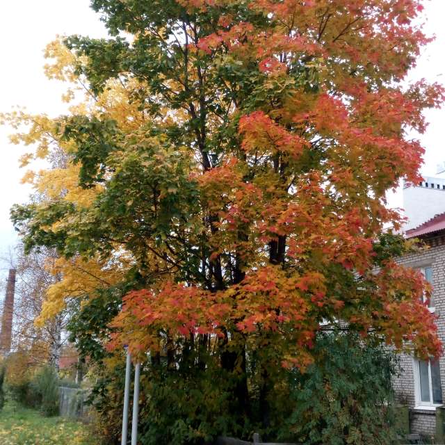 Pronósticos del tiempo con hermosas fotos de Andrey72
