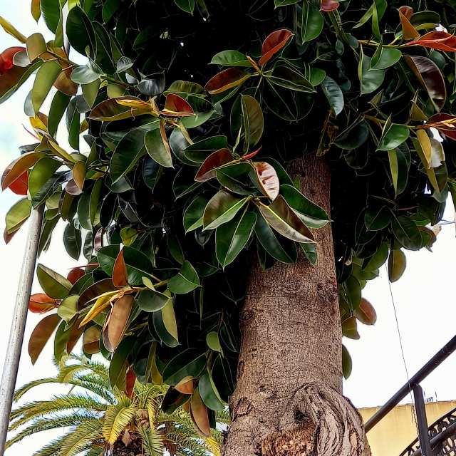 Pronósticos del tiempo con hermosas fotos de MOR