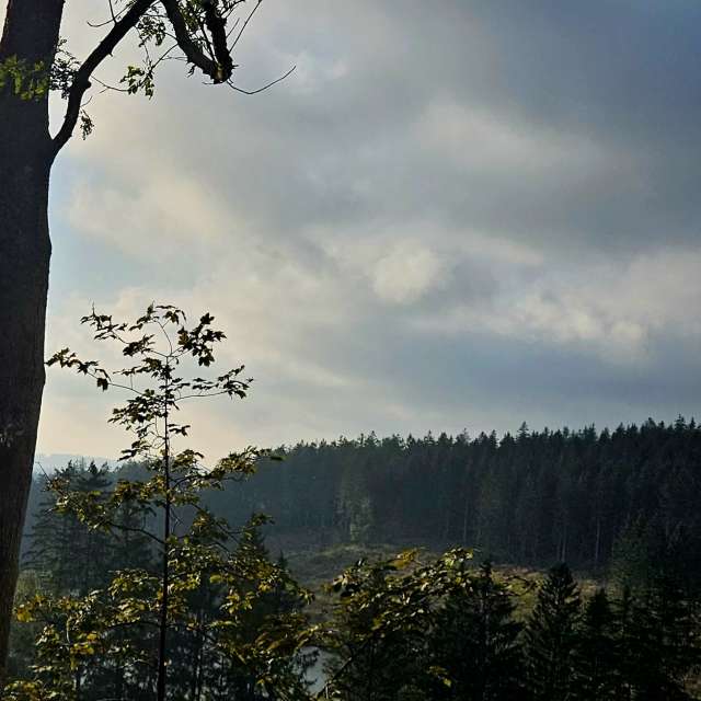 Grass. Weather forecasts with beautiful photos by PythonOfSoul Photos in Harz