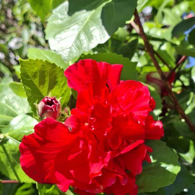 Fotos Rosa. Previsões do tempo com lindas fotos de Wen-ya Huang em Kaohsiung City