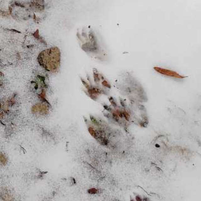 Прогнозы погоды с чудесными фотографиями, сделанными Awcat