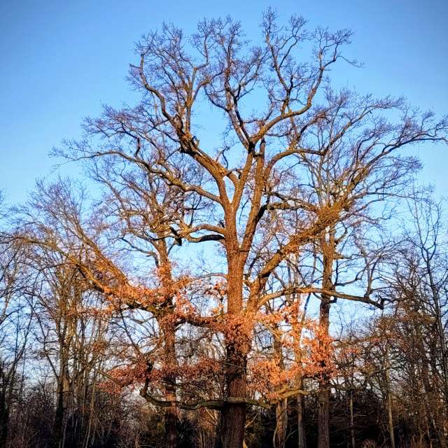 天气预报，带Gaucho精美的照片