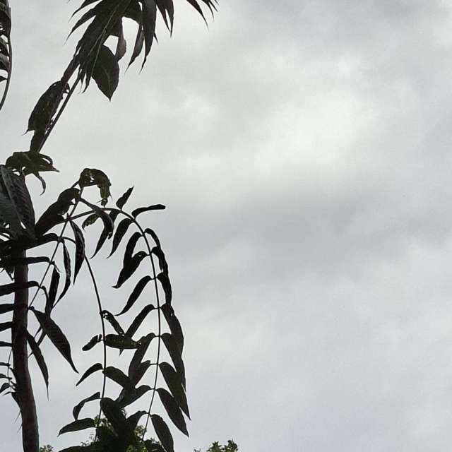 Fotos Girafa. Previsões do tempo com lindas fotos de Wen-ya Huang em Kaohsiung City