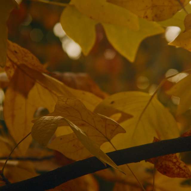 Pronósticos del tiempo con hermosas fotos de RuslanLeuliukh