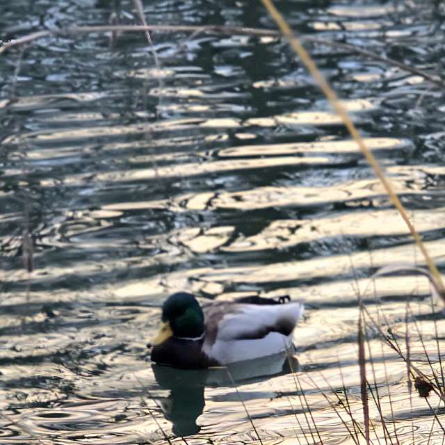Helaの美しい写真による天気予報