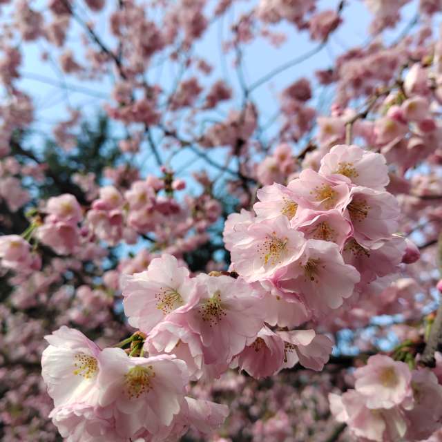 Fotos del Alimento. Pronósticos del tiempo con hermosas fotos de Albert_Smelovtsev en Roza Khutor