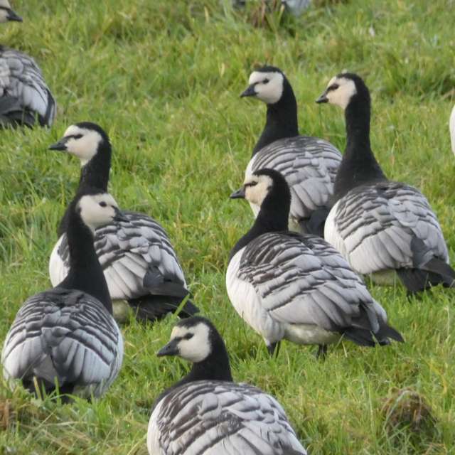 Фото Goose. Прогнозы погоды с чудесными фотографиями, сделанными fwerner в Dangast
