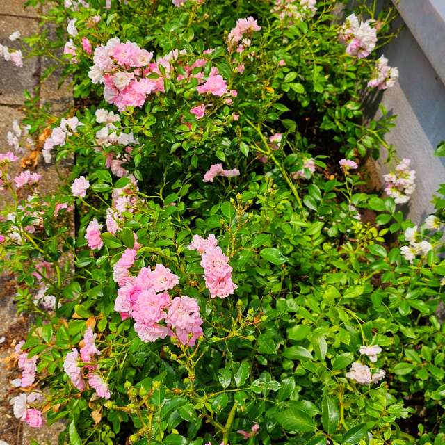 Pot. Weather forecasts with beautiful photos by Seni Photos in Velbert