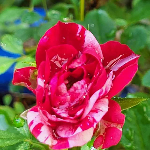 Weather Photos in Flower. Weather forecasts with beautiful photos by aida-khaldi