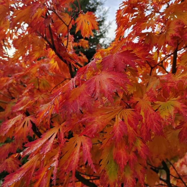 Maple. Weather forecasts with beautiful photos by Albert_Smelovtsev Photos in Roza Khutor
